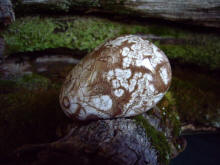 One collector said she found herself drooling at the Chocolate Galaxy micro mount photos we sent her. She described them as Geologic Pin-ups. We were actually looking for Nebula Stone at the end of the day when we found a beautiful unusual chocolate and vanilla colored stone with an amazing assortment of sizes and shapes of orbs (orbicules/spherulites) of fine detail. Over the years we have found very, very few. 