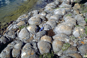Stromatolite Fossilized Algae colony Crocodile Rock Kambaba Jasper
